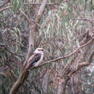 Dacelo novaeguineae at Splitters Creek, NSW - 23 Sep 2021