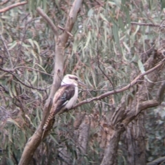 Dacelo novaeguineae at Splitters Creek, NSW - 23 Sep 2021 09:25 AM