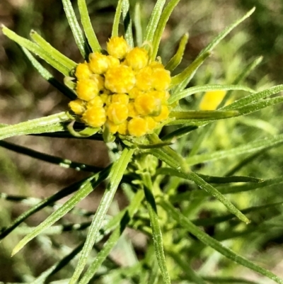 Chrysocephalum semipapposum (Clustered Everlasting) at Bruce, ACT - 23 Sep 2021 by goyenjudy