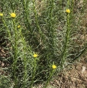 Chrysocephalum semipapposum at Bruce, ACT - 23 Sep 2021 12:25 PM