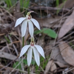 Caladenia carnea (Pink Fingers) at Splitters Creek, NSW - 22 Sep 2021 by Darcy