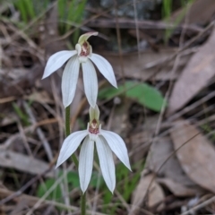 Caladenia carnea (Pink Fingers) at Albury - 22 Sep 2021 by Darcy