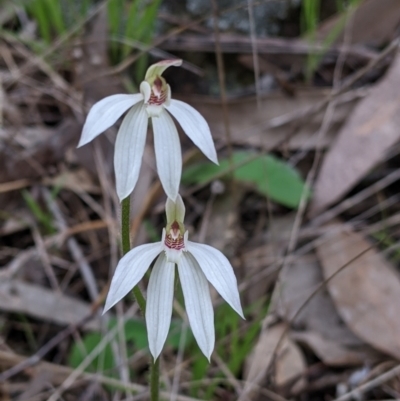 Caladenia carnea (Pink Fingers) at Splitters Creek, NSW - 23 Sep 2021 by Darcy