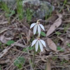 Caladenia carnea at Splitters Creek, NSW - 23 Sep 2021