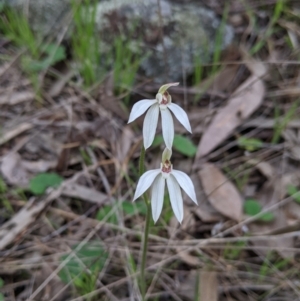 Caladenia carnea at Splitters Creek, NSW - suppressed