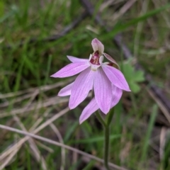 Caladenia carnea (Pink Fingers) at Splitters Creek, NSW - 22 Sep 2021 by Darcy
