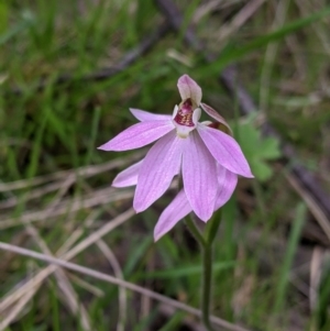 Caladenia carnea at Splitters Creek, NSW - suppressed