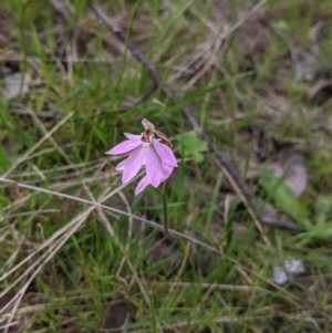 Caladenia carnea at Splitters Creek, NSW - suppressed