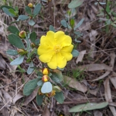 Hibbertia obtusifolia (Grey Guinea-flower) at Albury - 22 Sep 2021 by Darcy