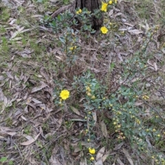 Hibbertia obtusifolia at Splitters Creek, NSW - 23 Sep 2021 09:36 AM