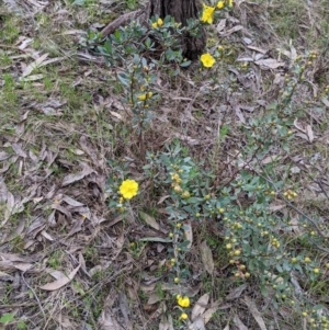 Hibbertia obtusifolia at Splitters Creek, NSW - 23 Sep 2021