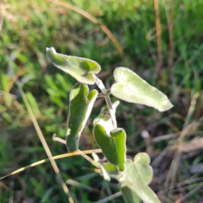 Oxypetalum coeruleum (Tweedia or Southern Star) at Isaacs Ridge and Nearby - 23 Sep 2021 by Mike