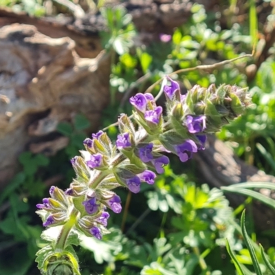 Salvia verbenaca var. verbenaca (Wild Sage) at Jerrabomberra, ACT - 23 Sep 2021 by Mike