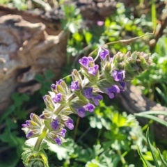Salvia verbenaca var. verbenaca (Wild Sage) at Isaacs Ridge - 23 Sep 2021 by Mike