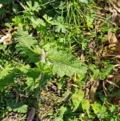 Salvia verbenaca var. verbenaca at Jerrabomberra, ACT - 23 Sep 2021