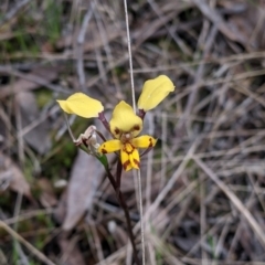 Diuris pardina (Leopard Doubletail) at Albury - 22 Sep 2021 by Darcy