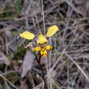 Diuris pardina at Splitters Creek, NSW - suppressed