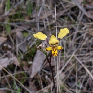 Diuris pardina at Splitters Creek, NSW - suppressed