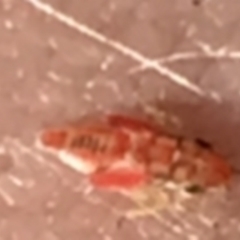 Psyllidae sp. (family) at Wyndham, NSW - 23 Sep 2021 03:33 PM