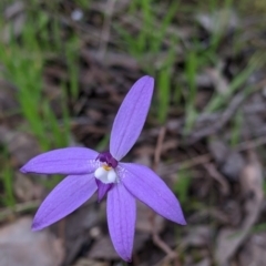 Glossodia major (Wax Lip Orchid) at Splitters Creek, NSW - 22 Sep 2021 by Darcy