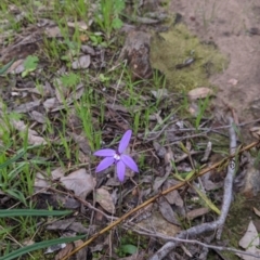 Glossodia major at Splitters Creek, NSW - suppressed