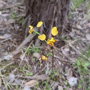 Diuris pardina at Splitters Creek, NSW - suppressed