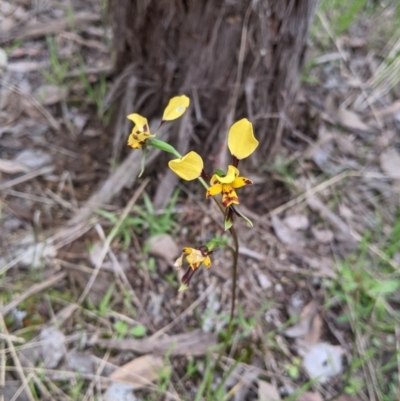 Diuris pardina (Leopard Doubletail) at Splitters Creek, NSW - 22 Sep 2021 by Darcy