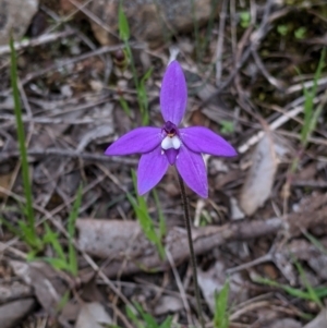 Glossodia major at Splitters Creek, NSW - suppressed