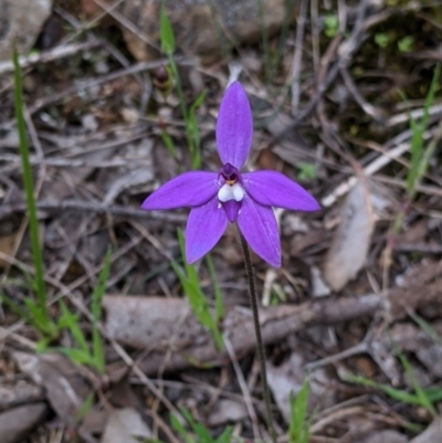 Glossodia major (Wax Lip Orchid) at Splitters Creek, NSW - 23 Sep 2021 by Darcy