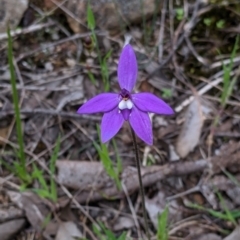 Glossodia major (Wax Lip Orchid) at Nail Can Hill - 22 Sep 2021 by Darcy