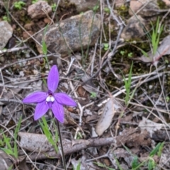 Glossodia major at Splitters Creek, NSW - suppressed