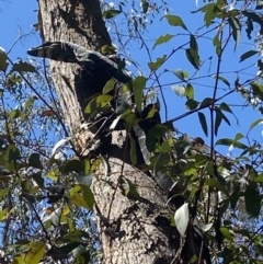 Varanus varius (Lace Monitor) at Morton National Park - 23 Sep 2021 by JanetMW