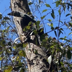 Varanus varius at Bundanoon, NSW - suppressed