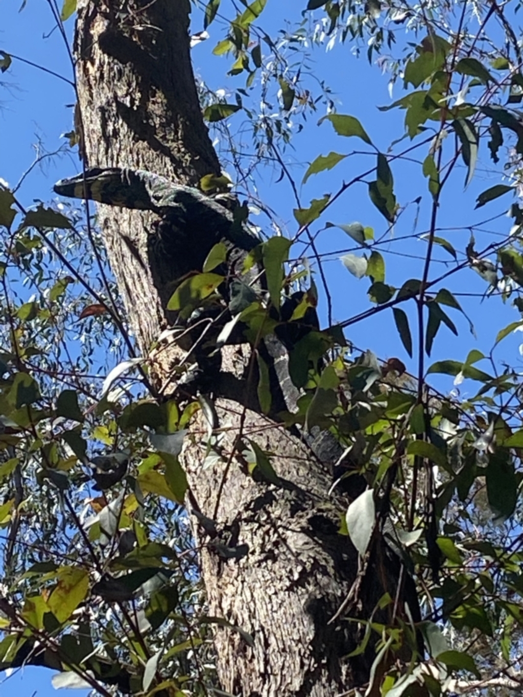 Varanus varius at Bundanoon, NSW - 23 Sep 2021