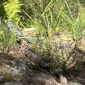 Varanus varius at Bundanoon, NSW - suppressed