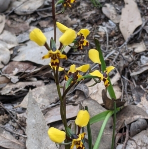 Diuris pardina at Splitters Creek, NSW - 23 Sep 2021