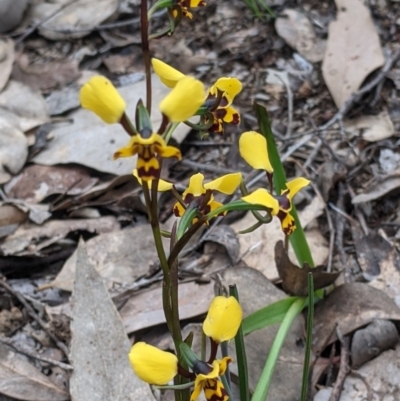 Diuris pardina (Leopard Doubletail) at Albury - 22 Sep 2021 by Darcy