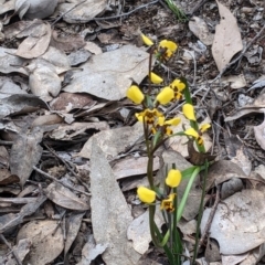 Diuris pardina at Splitters Creek, NSW - suppressed