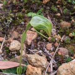 Pterostylis nutans (Nodding Greenhood) at Albury - 22 Sep 2021 by Darcy