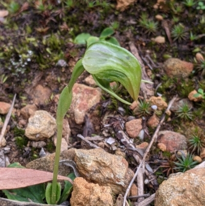 Pterostylis nutans (Nodding Greenhood) at Nail Can Hill - 22 Sep 2021 by Darcy