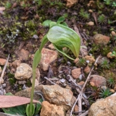 Pterostylis nutans at Splitters Creek, NSW - 23 Sep 2021