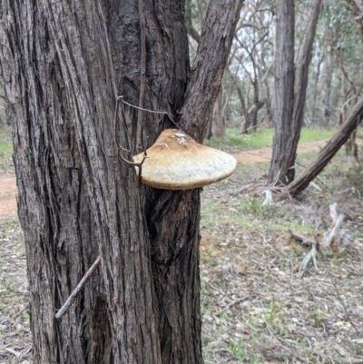 Laetiporus portentosus (White Punk) at Albury - 22 Sep 2021 by Darcy