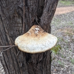 Laetiporus portentosus at Splitters Creek, NSW - 23 Sep 2021