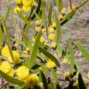 Acacia lanigera var. lanigera at Theodore, ACT - 22 Sep 2021