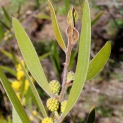 Acacia lanigera var. lanigera at Theodore, ACT - 22 Sep 2021