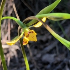 Diuris nigromontana (Black mountain leopard orchid) at Holt, ACT - 23 Sep 2021 by KMcCue