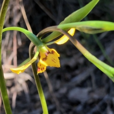 Diuris nigromontana (Black Mountain Leopard Orchid) at Holt, ACT - 23 Sep 2021 by KMcCue