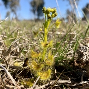 Drosera gunniana at Flynn, ACT - 23 Sep 2021