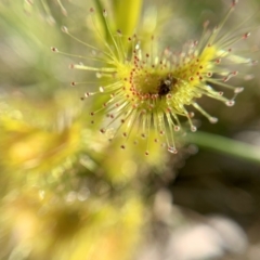 Drosera gunniana at Flynn, ACT - 23 Sep 2021