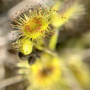 Drosera gunniana at Flynn, ACT - 23 Sep 2021